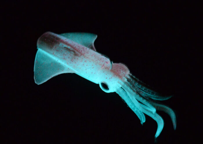 GT BIO Kalamy Squid 175mm 90gr - Image 8