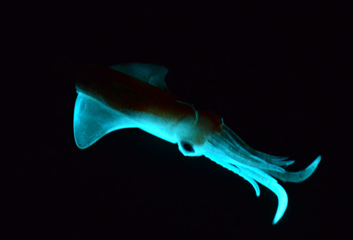 GT BIO Kalamy Squid 175mm 90gr - Image 11