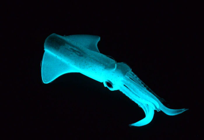 GT BIO Kalamy Squid 175mm 90gr - Image 12
